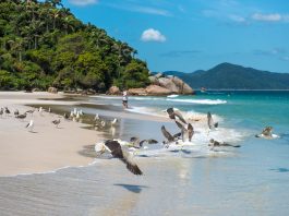 Cuál es la mejor playa de Florianópolis, según la IA