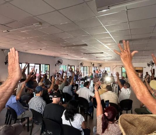 Crisis en la yerba: productores amenazan con el desabastecimiento si no mejoran los precios de la materia prima