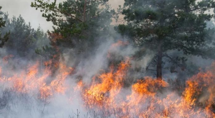 Incendios en Chubut: el clima vuelve a complicar el combate del fuego que ya arrasó con 45 mil hectáreas