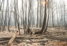 Incendios forestales: la UCR reclamó incorporar la figura de “ecocidio” en la reforma del Código Penal