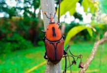 Declararon la emergencia fitosanitaria por la presencia del picudo rojo de las palmeras