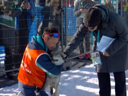 Inesperada escena en los Juegos Olímpicos de invierno: el momento en el que un perro lobo invadió la pista