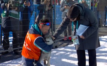 Inesperada escena en los Juegos Olímpicos de invierno: el momento en el que un perro lobo invadió la pista