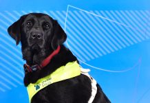 Pickle, la perra guía que acompaña a una deportista paralímpica: confianza y apoyo emocional