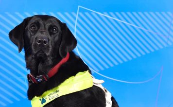 Pickle, la perra guía que acompaña a una deportista paralímpica: confianza y apoyo emocional
