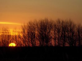 Día de la Tierra: cómo es el doodle de Google de hoy, miércoles 22 de abril