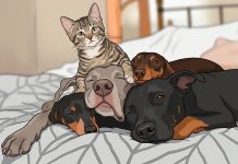 Día del Animal en Argentina: ¿por qué se celebra el 29 de abril?