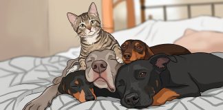 Día del Animal en Argentina: ¿por qué se celebra el 29 de abril?