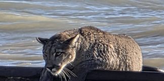 Inusual avistamiento en Santa Cruz: un puma apareció sobre los restos de un barco semihundido frente a la costa