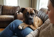 Italia sumó una nueva licencia laboral: permitirá cuidar animales domésticos enfermos