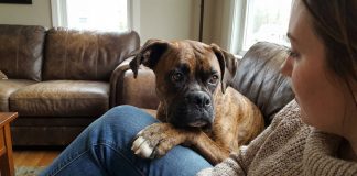 Italia sumó una nueva licencia laboral: permitirá cuidar animales domésticos enfermos