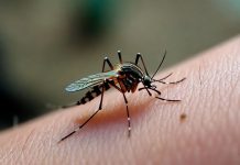 Jujuy confirmó 72 casos de chikungunya: cómo prevenir la transmisión