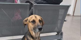 La historia de Arturo, el perro que esperó 25 días en el hospital a su dueño que había muerto