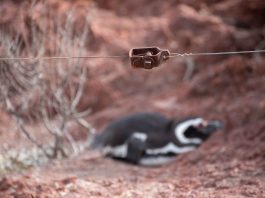 La masacre de pingüinos en Punta Tombo: el fallo que mira el mundo y podría cambiar la jurispridencia