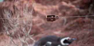 La masacre de pingüinos en Punta Tombo: el fallo que mira el mundo y podría cambiar la jurispridencia