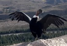 Liberaron en Esquel a un cóndor andino: volvió a su hábitat natural tras pasar varios meses en recuperación