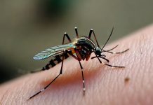 Nuevos casos de chikungunya en Córdoba: ya son 8 contagios confirmados