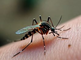 Nuevos casos de chikungunya en Córdoba: ya son 8 contagios confirmados