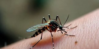 Nuevos casos de chikungunya en Córdoba: ya son 8 contagios confirmados