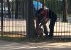 Un carpincho quedó atrapado entre las rejas de un parque en Pilar y la Policía realizó un operativo para liberarlo
