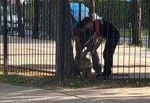Un carpincho quedó atrapado entre las rejas de un parque en Pilar y la Policía realizó un operativo para liberarlo