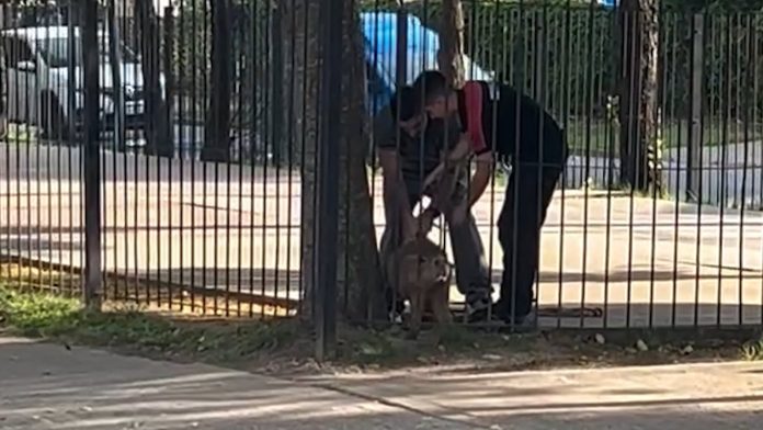 Un carpincho quedó atrapado entre las rejas de un parque en Pilar y la Policía realizó un operativo para liberarlo
