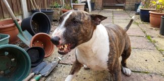 Un hombre murió por una mordida cuando intentó intervenir en una brutal pelea entre sus tres perros