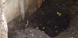 Un niño de 12 años encontró el cuerpo de su madre enterrado en la casa: investigan a la pareja de la mujer