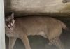 Un puma apareció en el patio de una casa en Santa Fe: lo rescataron y liberaron en una zona rural