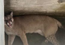 Un puma apareció en el patio de una casa en Santa Fe: lo rescataron y liberaron en una zona rural