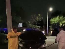 Un zorrino se escondió dentro de un auto en Córdoba y hubo un operativo para liberarlo sin lastimarlo