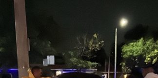 Un zorrino se escondió dentro de un auto en Córdoba y hubo un operativo para liberarlo sin lastimarlo