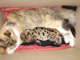 Una gata adoptó al cachorro de puma sobreviviente tras el atropello de su madre en el Parque Nahuel Huapi