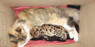 Una gata adoptó al cachorro de puma sobreviviente tras el atropello de su madre en el Parque Nahuel Huapi
