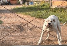 Una mujer denunció que fue brutalmente atacada por dos dogos en Bahía Blanca: “Iba con los brazos colgando”