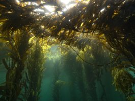 Viaje a los bosques argentinos que no se ven: el proyecto que impulsa la cosecha de algas marinas en el mar patagónico