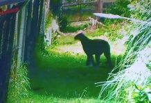 Alarma en Escobar: una cámara de seguridad grabó a un puma en las inmediaciones de un barrio privado