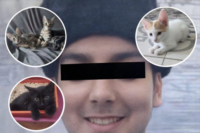“Asesino de gatitos”: la cronología de las muertes que investiga la Justicia y otros casos misteriosos