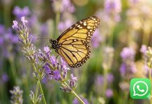 Cómo activar el “modo mariposa dorada” en WhatsApp