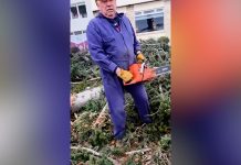 La verdadera motosierra: el intendente de Bariloche se puso al frente de una tala de pinos históricos y encendió una polémica ambiental