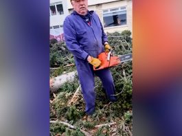 La verdadera motosierra: el intendente de Bariloche se puso al frente de una tala de pinos históricos y encendió una polémica ambiental