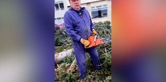 La verdadera motosierra: el intendente de Bariloche se puso al frente de una tala de pinos históricos y encendió una polémica ambiental