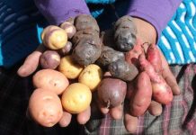 Magda Choque Vilca: cómo la cocina regional puede transformar la identidad argentina