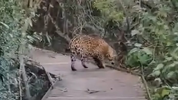 Un grupo de turistas logró filmar por primera vez a un yaguareté que nació en los Esteros del Iberá