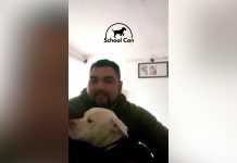 Cómo está “Agosto”, el dogo argentino que rescataron en pésimas condiciones de la casa de Claudio Barrelier