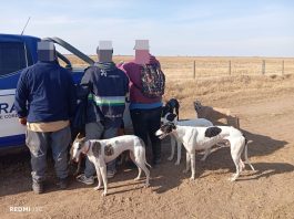 Córdoba: detuvieron a 15 cazadores furtivos con decenas de perros galgos en cuatro operativos en zonas rurales