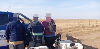 Córdoba: detuvieron a 15 cazadores furtivos con decenas de perros galgos en cuatro operativos en zonas rurales