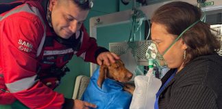 Incendio en un edificio de Colegiales: cinco personas fueron asistidas y oxigenaron a dos perros