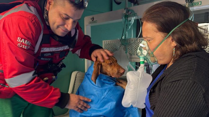 Incendio en un edificio de Colegiales: cinco personas fueron asistidas y oxigenaron a dos perros