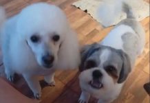 La Justicia de Misiones dictó una medida inédita que reconoce a las mascotas como parte de una “familia multiespecie”